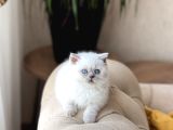 Ayi Surat Özel Tür Cüce Blue Poi̇nt Yavrumuz