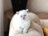 AYI SURAT ÖZEL TÜR CÜCE BLUE POİNT YAVRUMUZ
