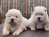 üST DÜZEY CHOW CHOW YAVRULARI