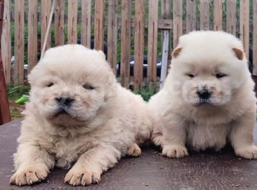 Üst Düzey Chow Chow Yavrulari