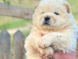 Üst Düzey Chow Chow Yavrulari