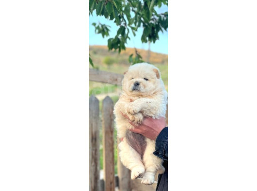 Üst Düzey Chow Chow Yavrulari görsel