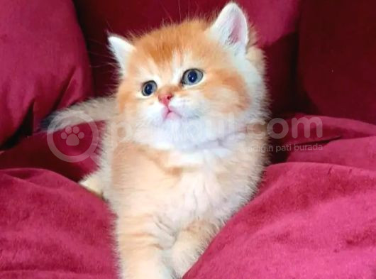 Muhteşem Kali̇te Golden Bri̇ti̇sh Bebekleri̇m görsel