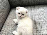 Scottish Fold Silverpoint