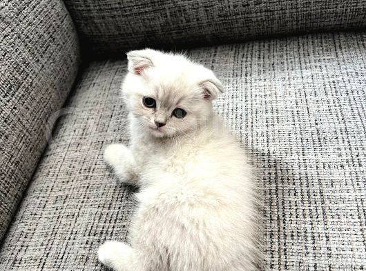 Scottish Fold Silverpoint görsel