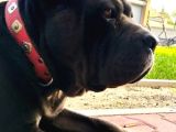 Cane Corso Yavrular
