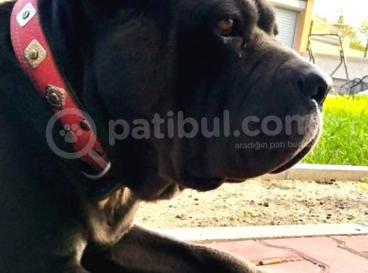 Cane Corso Yavrular görsel