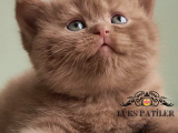 Dubai çikolatası tadında Chocolate British Shorthair 