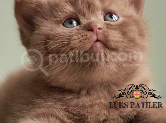 Dubai Çikolatası Tadında Chocolate British Shorthair 