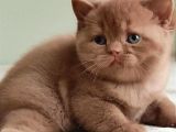 Dubai Çikolatası Tadında Chocolate British Shorthair 