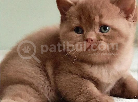 Dubai Çikolatası Tadında Chocolate British Shorthair  görsel