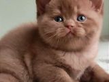 Dubai Çikolatası Tadında Chocolate British Shorthair 