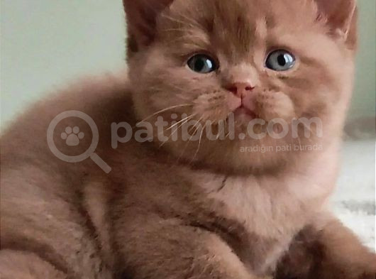 Dubai Çikolatası Tadında Chocolate British Shorthair  görsel