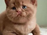 Dubai Çikolatası Tadında Chocolate British Shorthair 