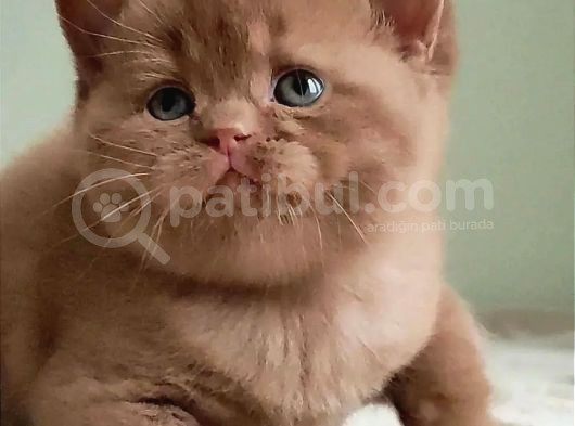 Dubai Çikolatası Tadında Chocolate British Shorthair  görsel