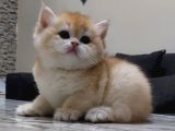 British Shorthair Ny12 Golden Dişi