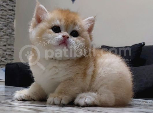 British Shorthair Ny12 Golden Dişi görsel