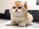 British shorthair ny12 golden dişi