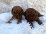 Deni̇zli̇ Merkez Tesli̇me Hazir Poodle Bebekler