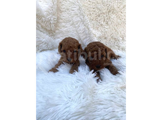 Deni̇zli̇ Merkez Tesli̇me Hazir Poodle Bebekler görsel