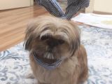 4 Yaşında Shih Tzu Köpeğimizi Sahiplendiriyoruz