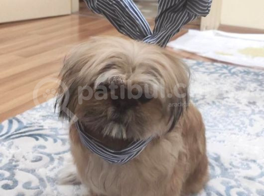 4 Yaşında Shih Tzu Köpeğimizi Sahiplendiriyoruz