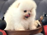 Beyaz Ayı Surat Pomeranian Yavrularımız