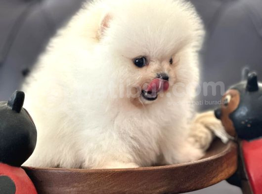 Beyaz Ayı Surat Pomeranian Yavrularımız görsel