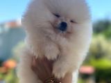 Beyaz Ayı Surat Pomeranian Yavrularımız