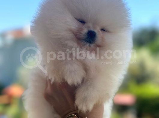 Beyaz Ayı Surat Pomeranian Yavrularımız görsel