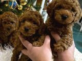 Deni̇zli̇ Merkez Tesli̇me Hazir Poodle Bebekler