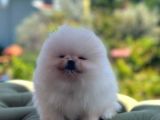 Beyaz Ayı surat pomeranian Yavrularımız