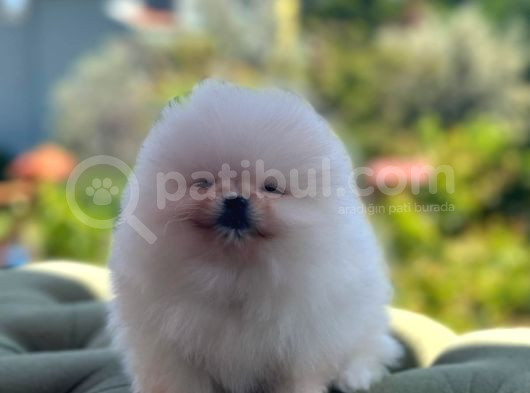 Beyaz Ayı Surat Pomeranian Yavrularımız