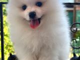 Beyaz Ayı Surat Pomeranian Yavrularımız