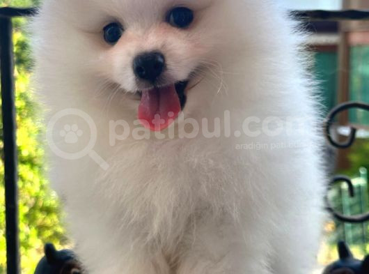 Beyaz Ayı Surat Pomeranian Yavrularımız görsel