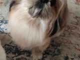 4 Yaşında Shih Tzu Köpeğimizi Sahiplendiriyoruz