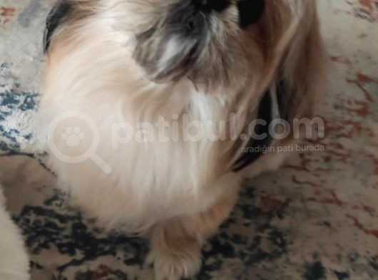 4 Yaşında Shih Tzu Köpeğimizi Sahiplendiriyoruz görsel