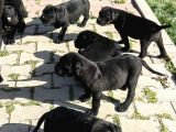 Cane Corso Yavrular