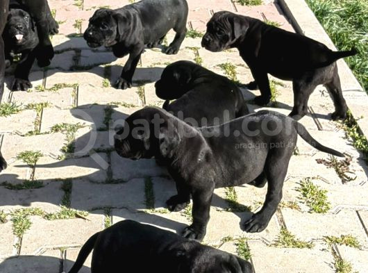 Cane Corso Yavrular görsel