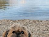 4 Yaşında Shih Tzu Köpeğimizi Sahiplendiriyoruz