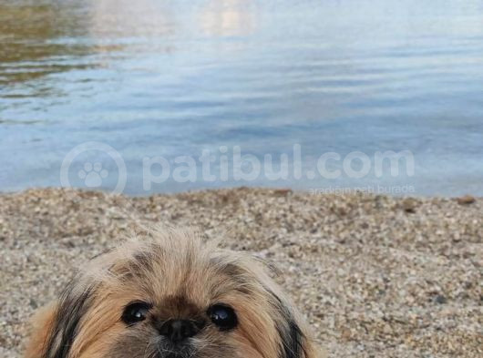 4 Yaşında Shih Tzu Köpeğimizi Sahiplendiriyoruz görsel