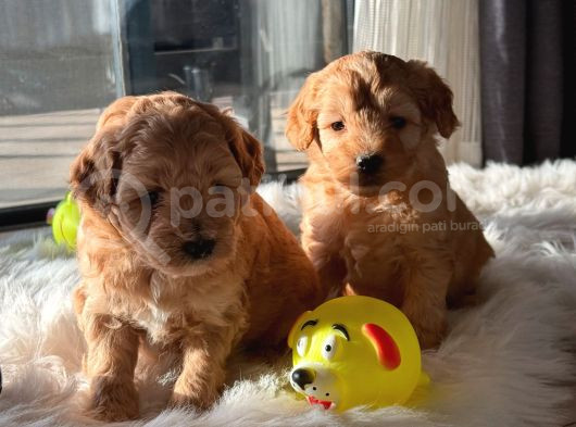Üst Kalite Maltipoo Yavrular görsel
