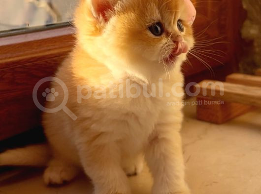 Saf Kan Şecereli Golden British Shorthair Yavrular görsel