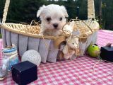 A secereli babadan maltese yavrular