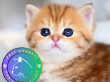 Güzellik abidesi Golden British Shorthair yavrumuz