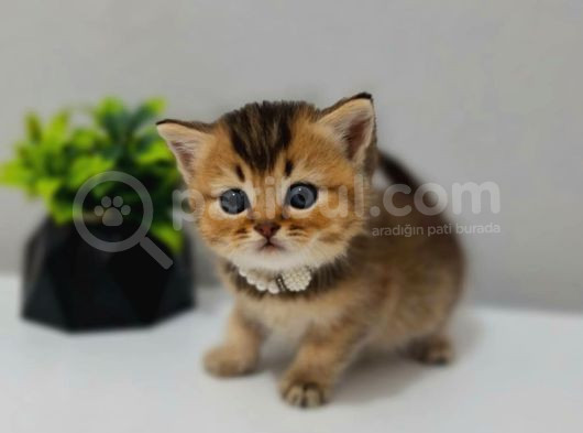 Black Golden Yavrum Tesli̇me Hazir görsel