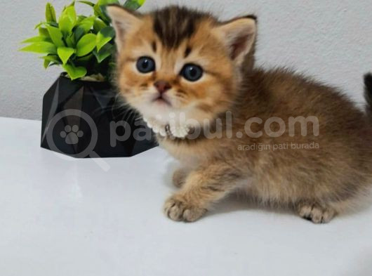 Black Golden Yavrum Tesli̇me Hazir görsel