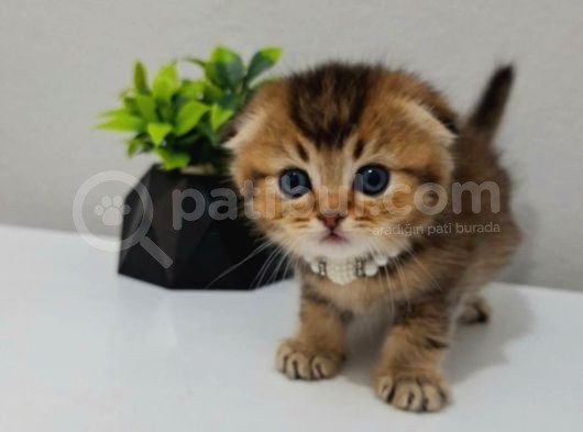 Black Golden Yavrularimiz Tesli̇me Hazir görsel