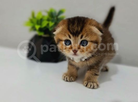 Black Golden Yavrularimiz Tesli̇me Hazir görsel