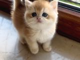 Saf Kan Şecereli Golden British Shorthair Yavrular